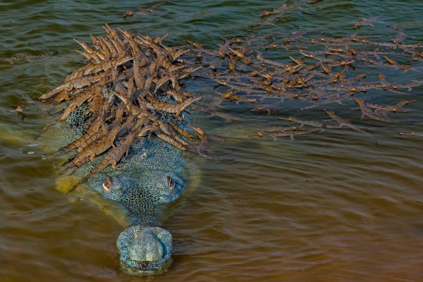 gharial.jpg