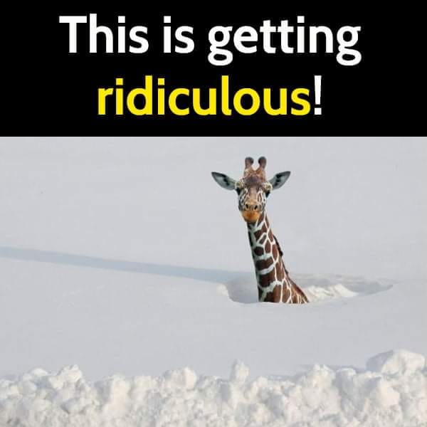 Giraffe snow.jpg