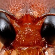 Ant-Eye-Matter
